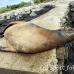 lion_sea_galapagos_spz_h_0025_ecu1720.jpg